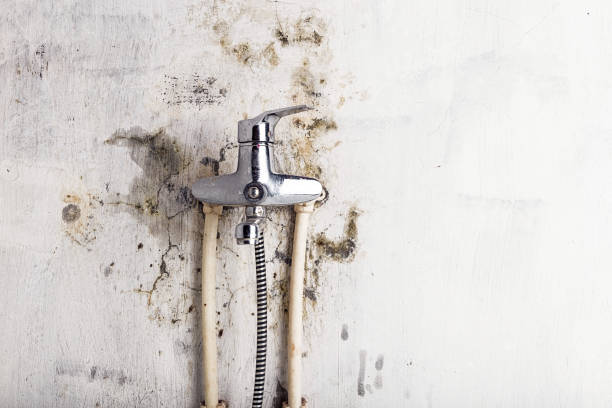 Best Mold Damage Repair  in Sulligent, AL