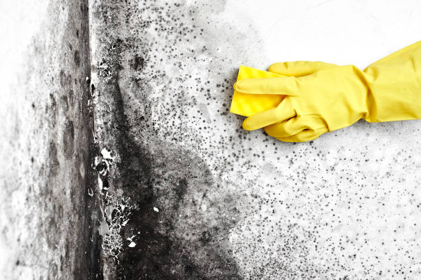 Best Mold Remediation Services  in Sulligent, AL