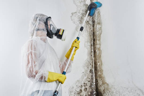 Best Professional Mold Removal  in Sulligent, AL