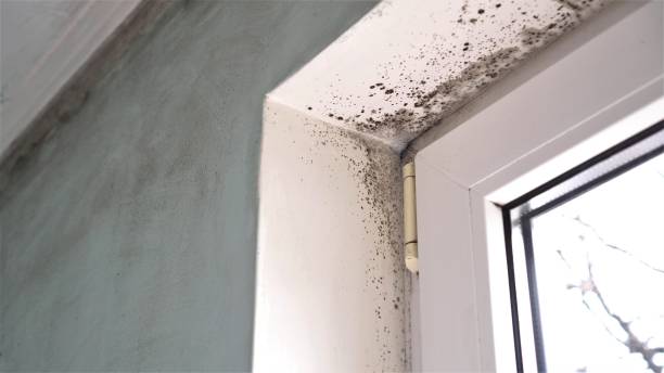 Best Fast Mold Removal  in Sulligent, AL
