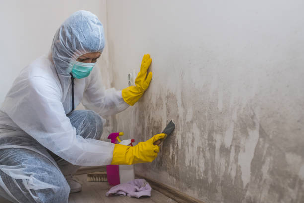 Best Toxic Mold Removal  in Sulligent, AL