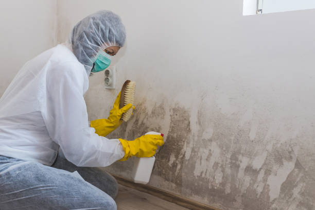 Mold Removal Process in Sulligent, AL