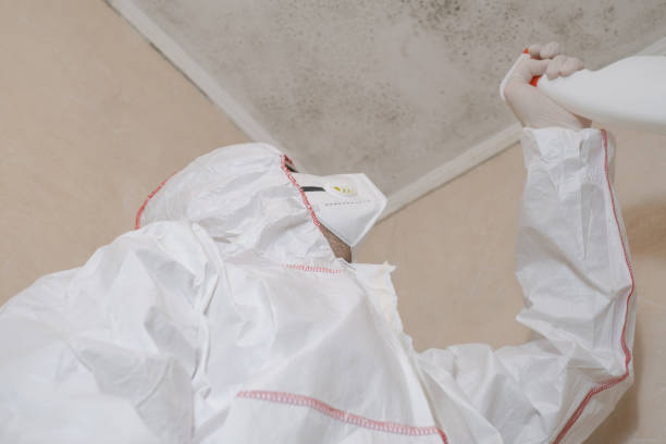 Best Mold Damage Repair  in Sulligent, AL