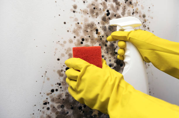Best Home Mold Removal  in Sulligent, AL