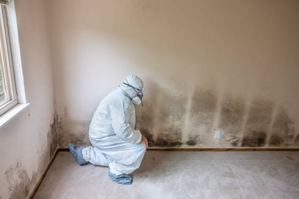 Best Commercial Mold Removal  in Sulligent, AL