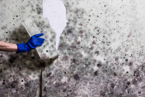 Best Local Mold Removal Service  in Sulligent, AL