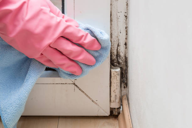 Best Mold Cleaning Services  in Sulligent, AL