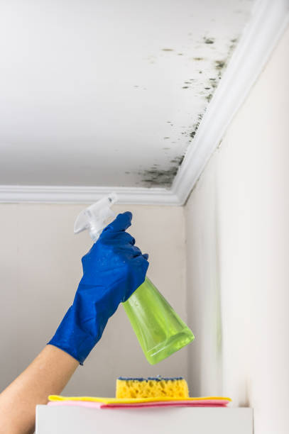 Best Mold Removal Process  in Sulligent, AL